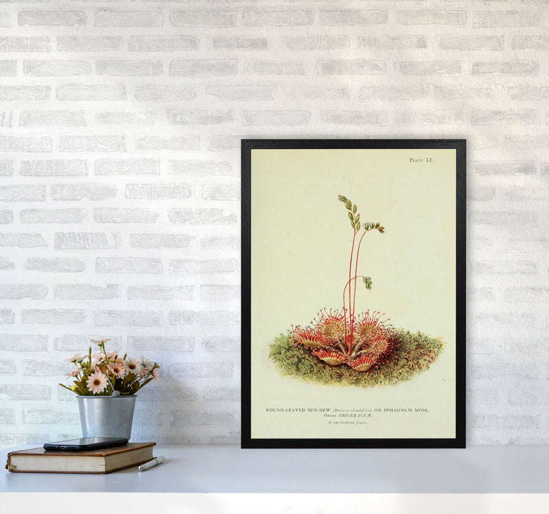 Venus Fly Trap Art Print by Jason Stanley A2 White Frame