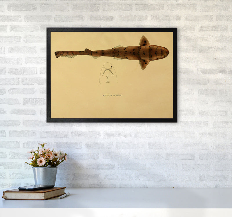Shark Series 2 Art Print by Jason Stanley A2 White Frame