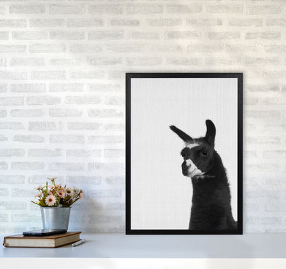 Llama #2 Art Print by Jason Stanley A2 White Frame