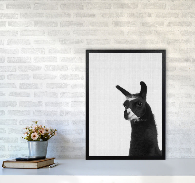 Llama