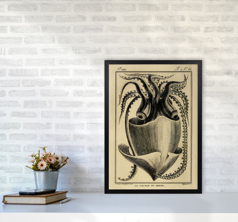 Vintage Squid Art Print by Jason Stanley A2 White Frame