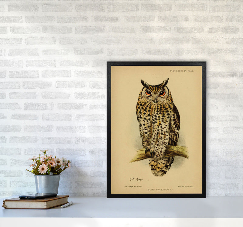 Vintage Owl Art Print by Jason Stanley A2 White Frame