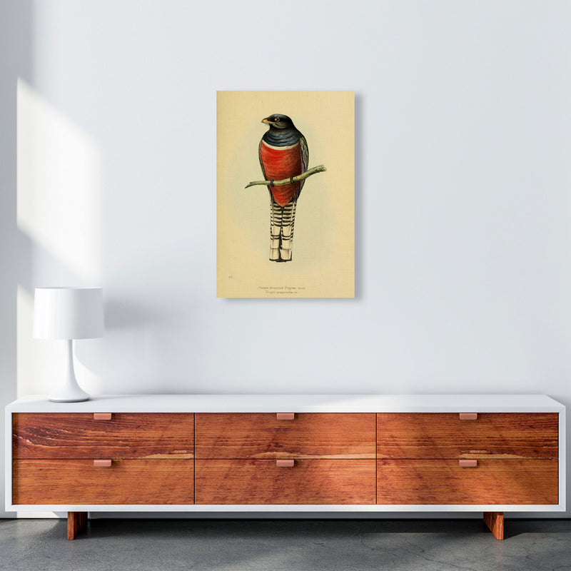 Vintage Purple Breasted Trogon Art Print by Jason Stanley A2 Canvas