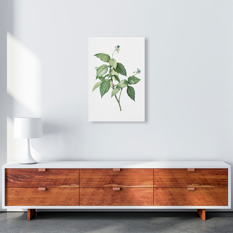 Vintage Botanical Plant Art Print by Jason Stanley A2 Canvas