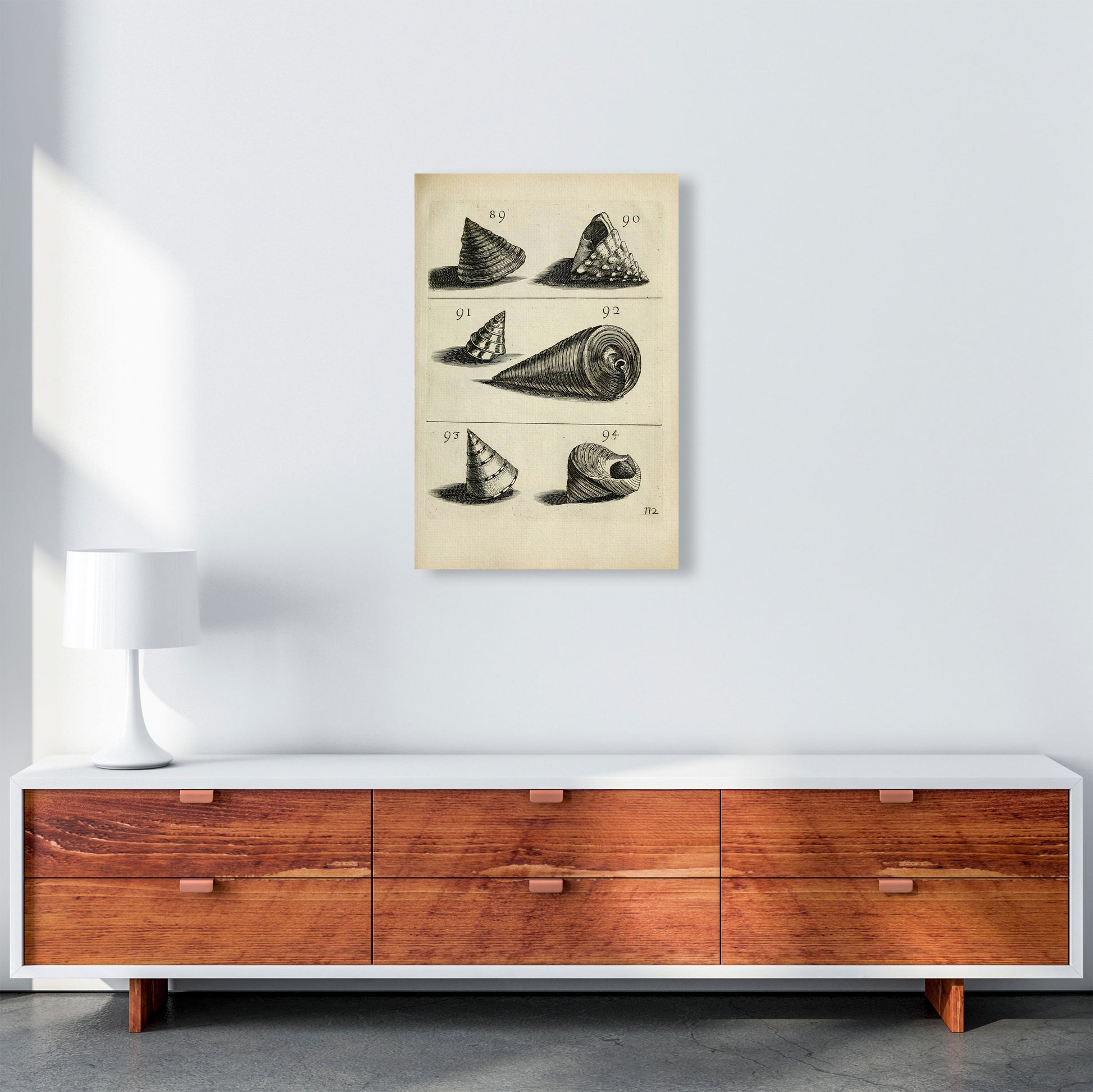 Set Of Vintage Shells Art Print by Jason Stanley A2 Canvas