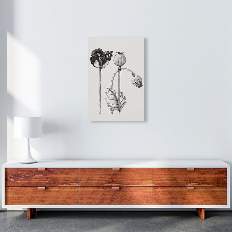 Vintage Poppy Plant Art Print by Jason Stanley A2 Canvas