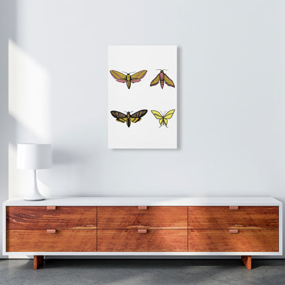 Vintage Moths Art Print by Jason Stanley A2 Canvas