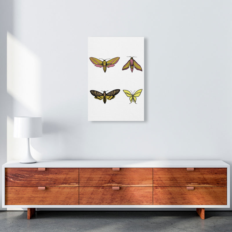 Vintage Moths Art Print by Jason Stanley A2 Canvas
