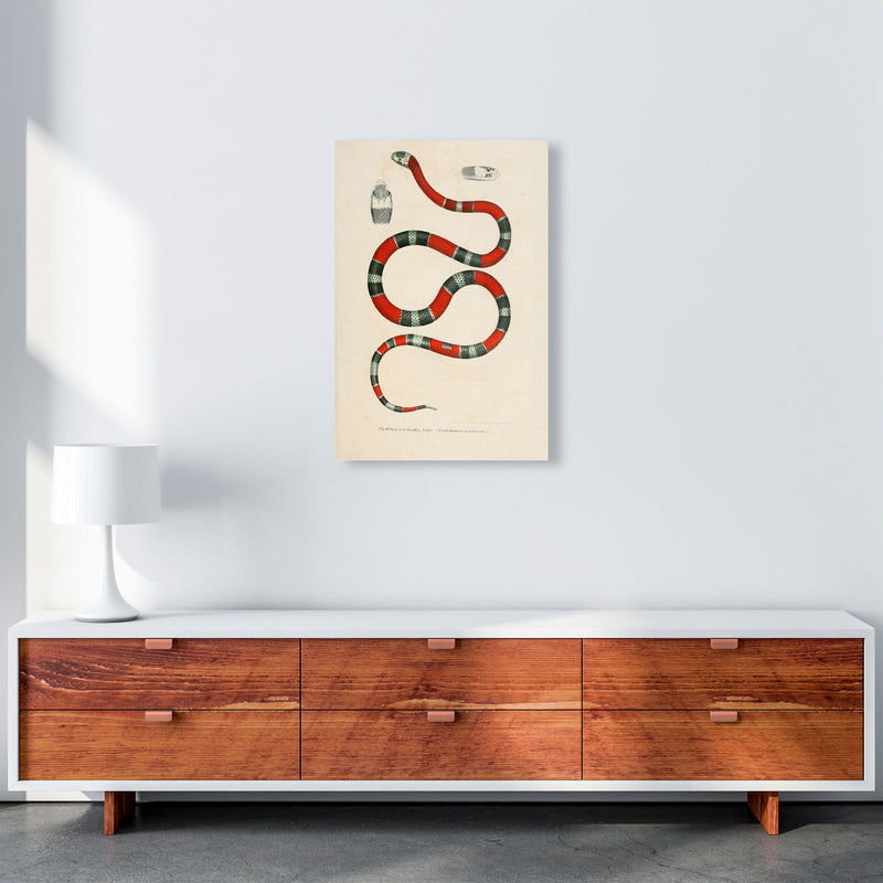 Vintage Snake Illustration 2 Art Print by Jason Stanley A2 Canvas