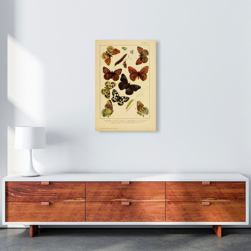 Vintage Butterfly Illustration Art Print by Jason Stanley A2 Canvas
