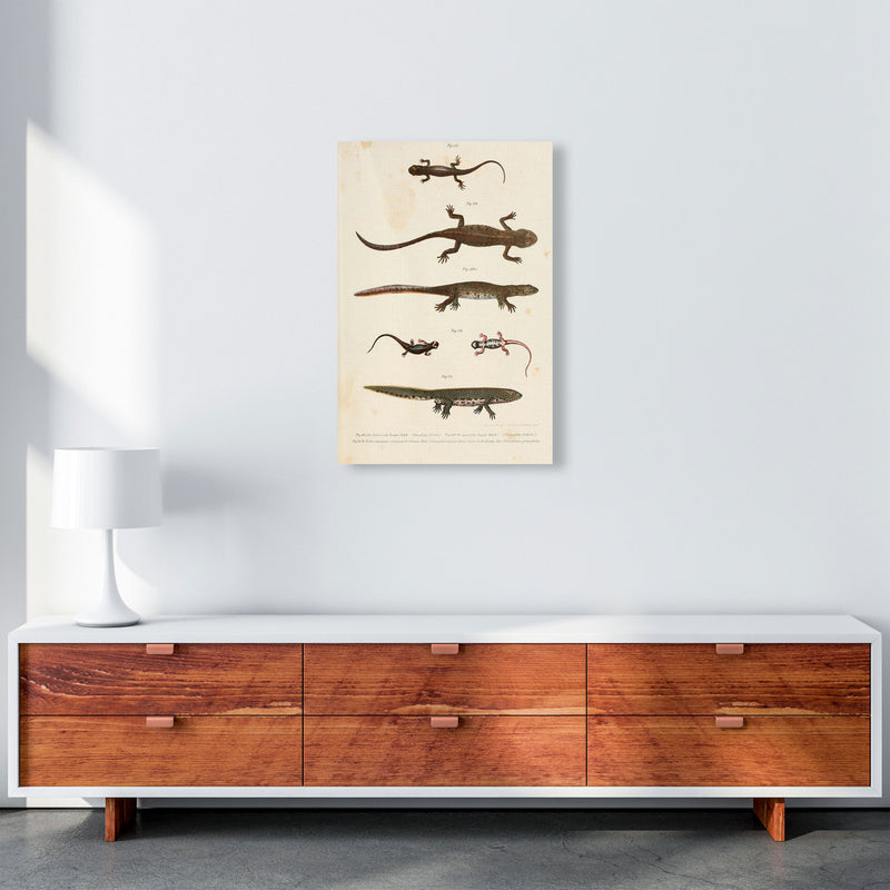 Vintage Newt Illustration Art Print by Jason Stanley A2 Canvas