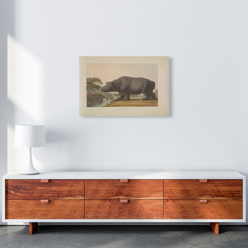 Vintage Hippo Illustration Art Print by Jason Stanley A2 Canvas