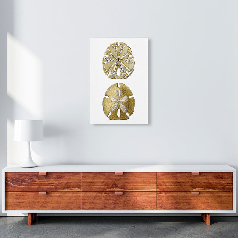Sand Dollar Illustration Art Print by Jason Stanley A2 Canvas