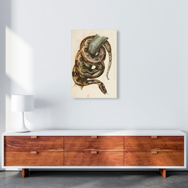 Vintage Snake Illustration Art Print by Jason Stanley A2 Canvas