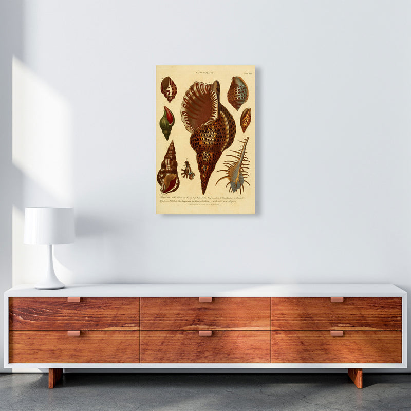 Vintage Conchology 2 Art Print by Jason Stanley A2 Canvas