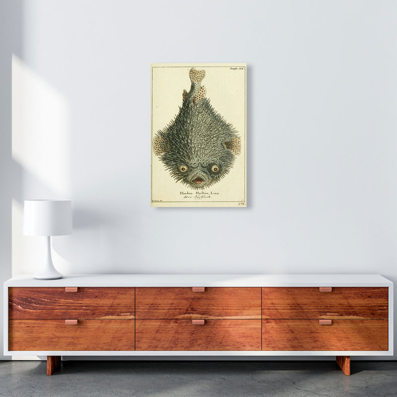 Vintage Japanese Fish Art Print by Jason Stanley A2 Canvas