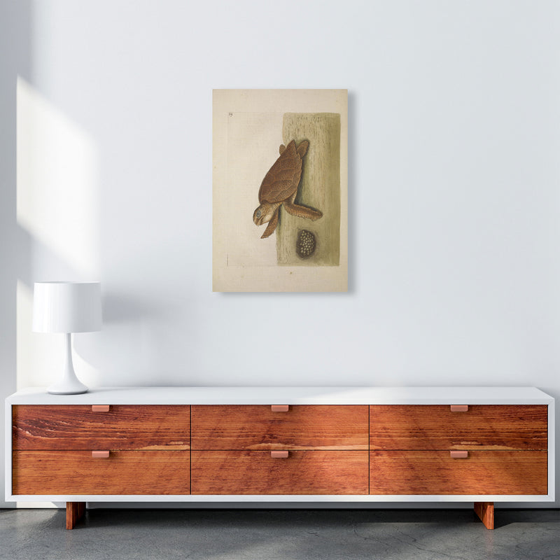 Vintage Sea Turtle Art Print by Jason Stanley A2 Canvas