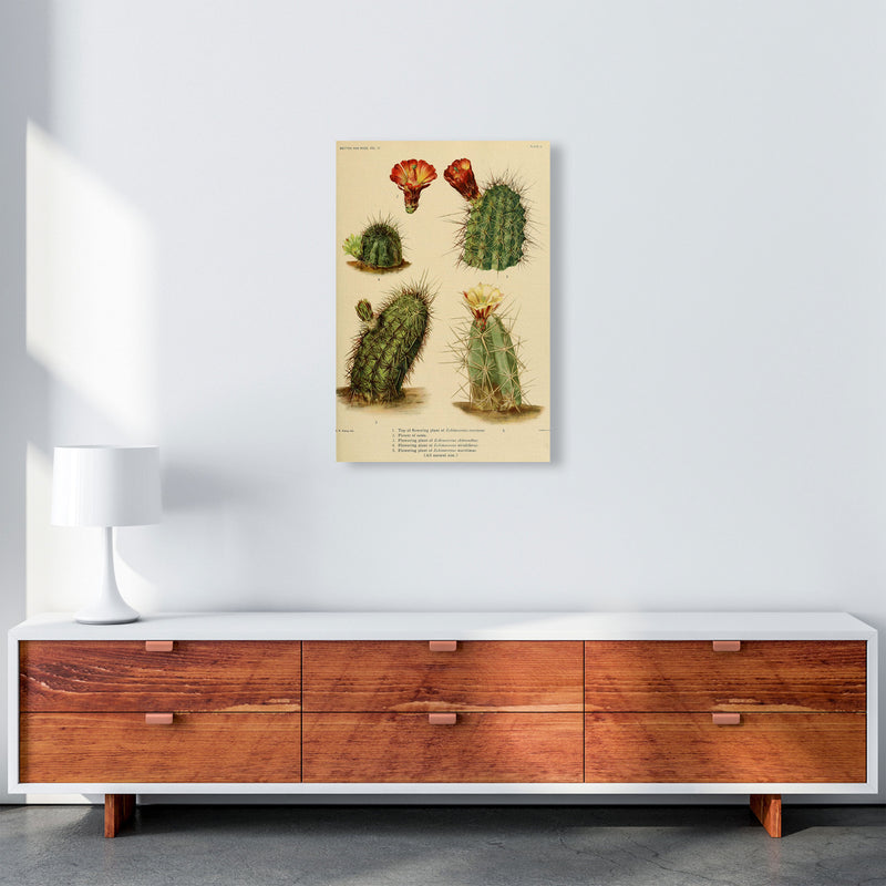 Cactus Series 1 Art Print by Jason Stanley A2 Canvas