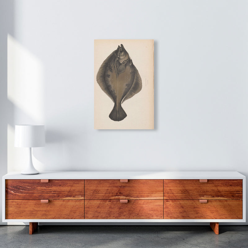 Vintage Flounder Art Print by Jason Stanley A2 Canvas
