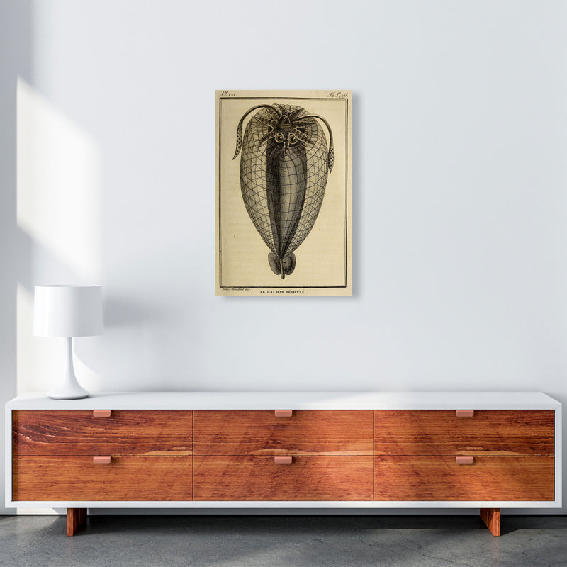 Vintage Squid 4 Art Print by Jason Stanley A2 Canvas