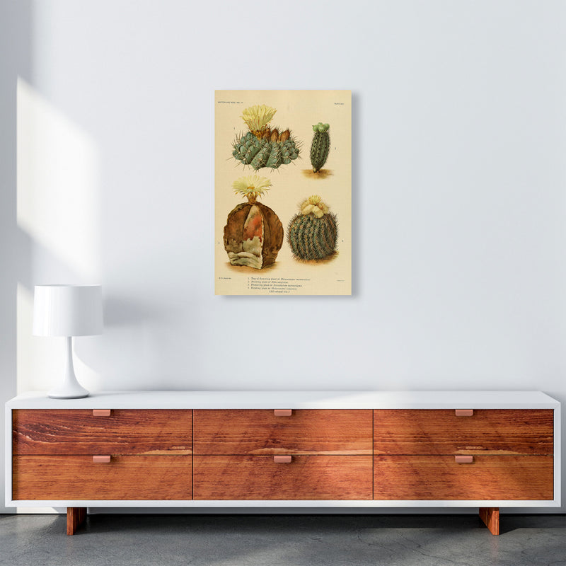 Cactus Series 16 Art Print by Jason Stanley A2 Canvas