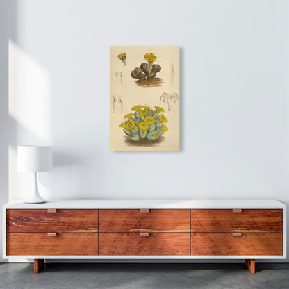 Vintage Cactus III Art Print by Jason Stanley A2 Canvas