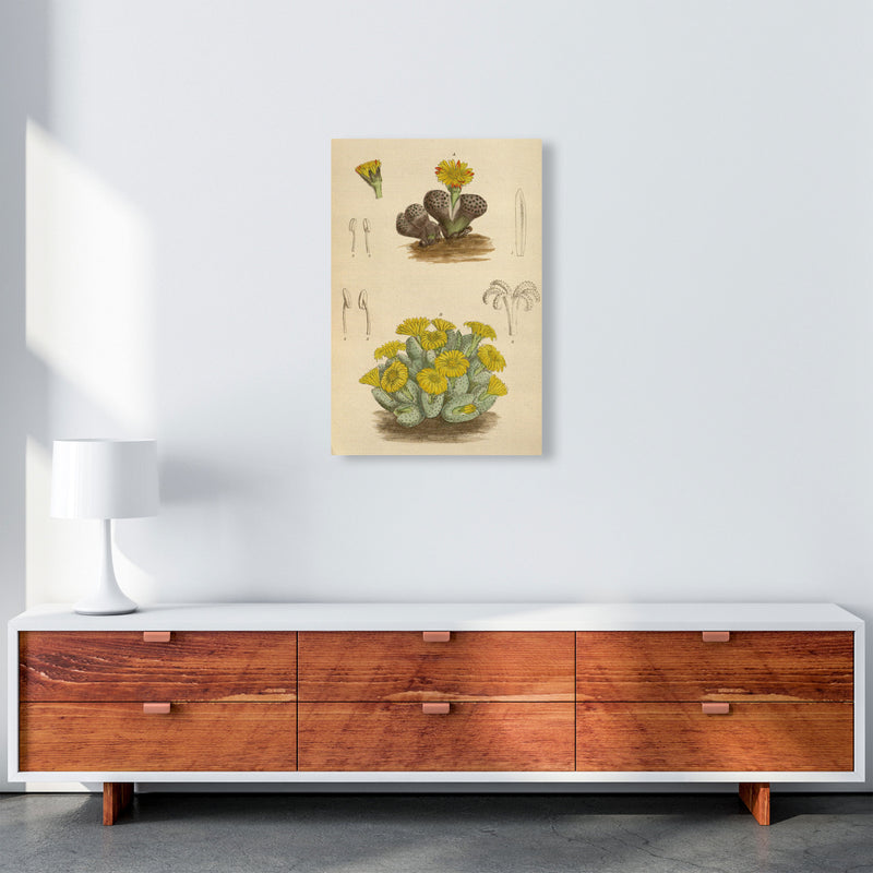 Vintage Cactus III Art Print by Jason Stanley A2 Canvas