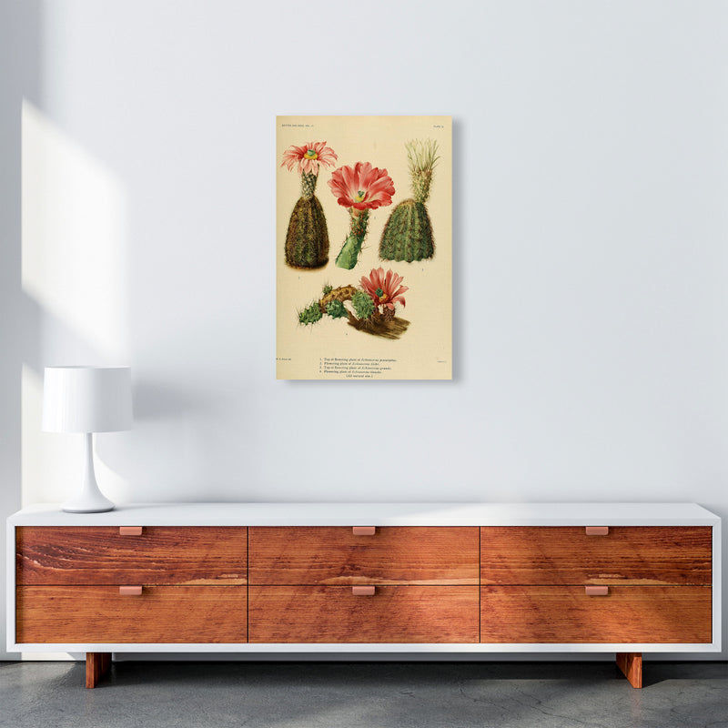 Cactus Series 2 Art Print by Jason Stanley A2 Canvas