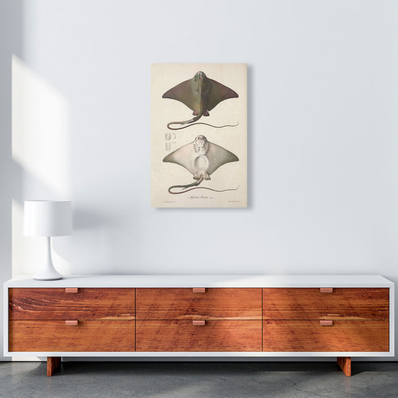 Vintage Stingray Art Print by Jason Stanley A2 Canvas