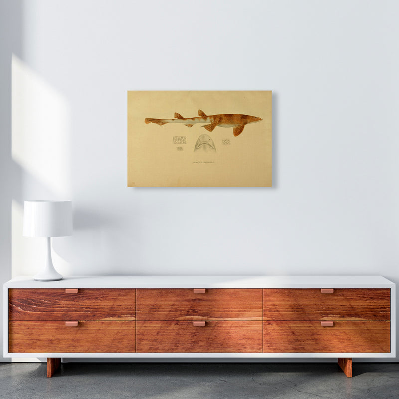 Shark Series 1 Art Print by Jason Stanley A2 Canvas