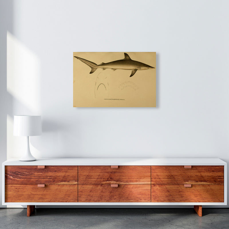 Shark Series 4 Art Print by Jason Stanley A2 Canvas