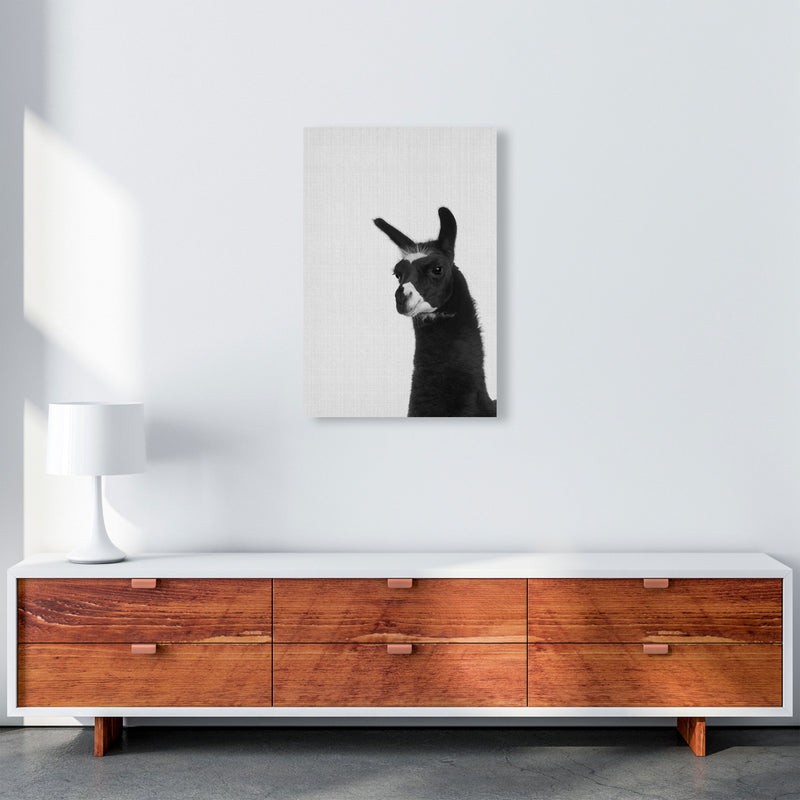 Llama