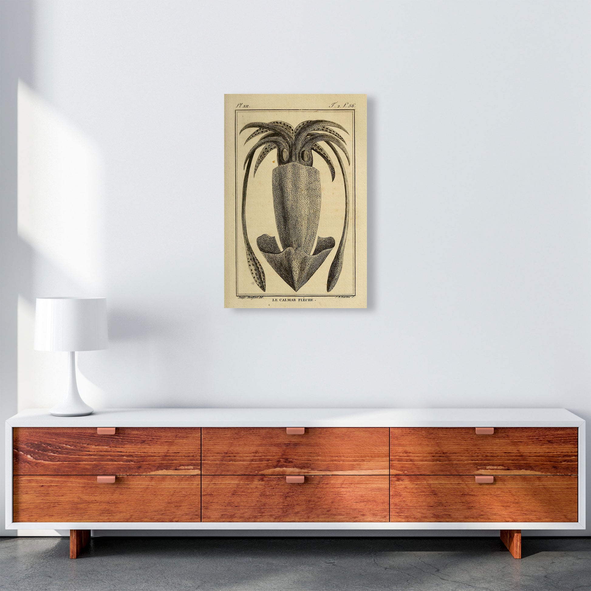 Vintage Squid 2 Art Print by Jason Stanley A2 Canvas