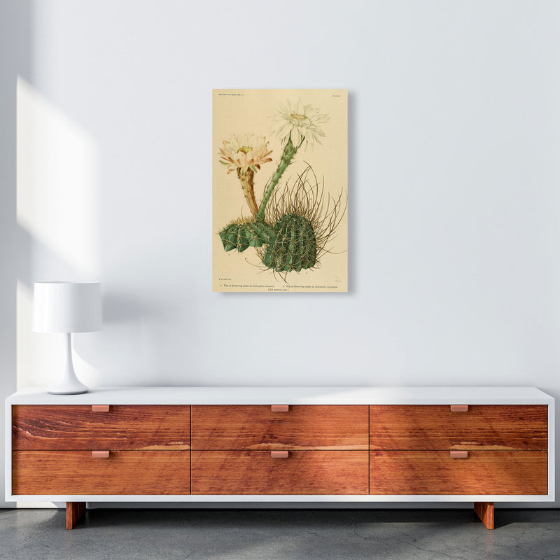 Cactus Series 6 Art Print by Jason Stanley A2 Canvas