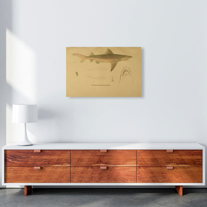 Shark Series 3 Art Print by Jason Stanley A2 Canvas