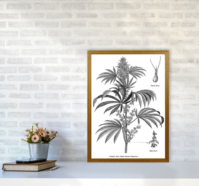 Cannabis Sativa Botanical Illustration Art Print by Jason Stanley A2 Print Only