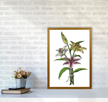 Vintage Lilly Illustration Art Print by Jason Stanley A2 Print Only