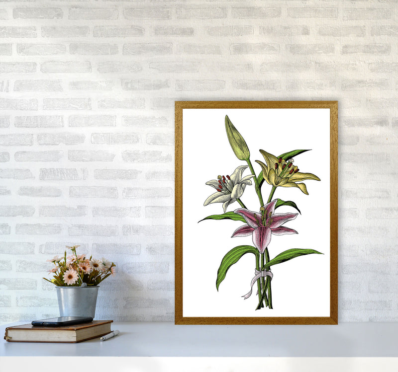 Vintage Lilly Illustration Art Print by Jason Stanley A2 Print Only