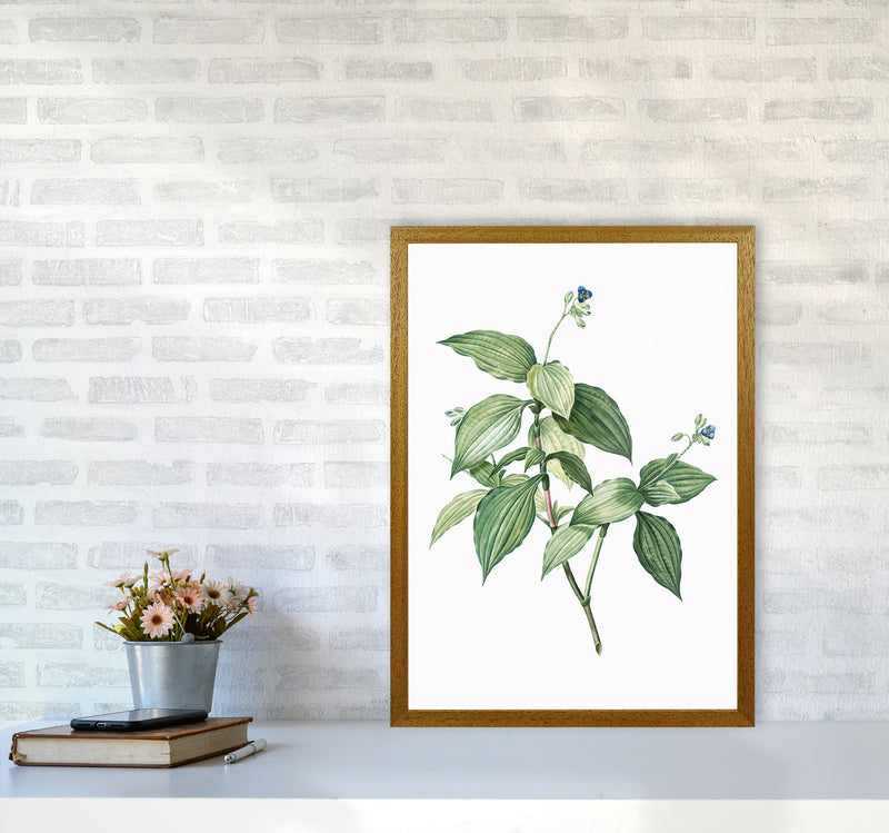 Vintage Botanical Plant Art Print by Jason Stanley A2 Print Only