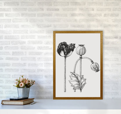 Vintage Poppy Plant Art Print by Jason Stanley A2 Print Only