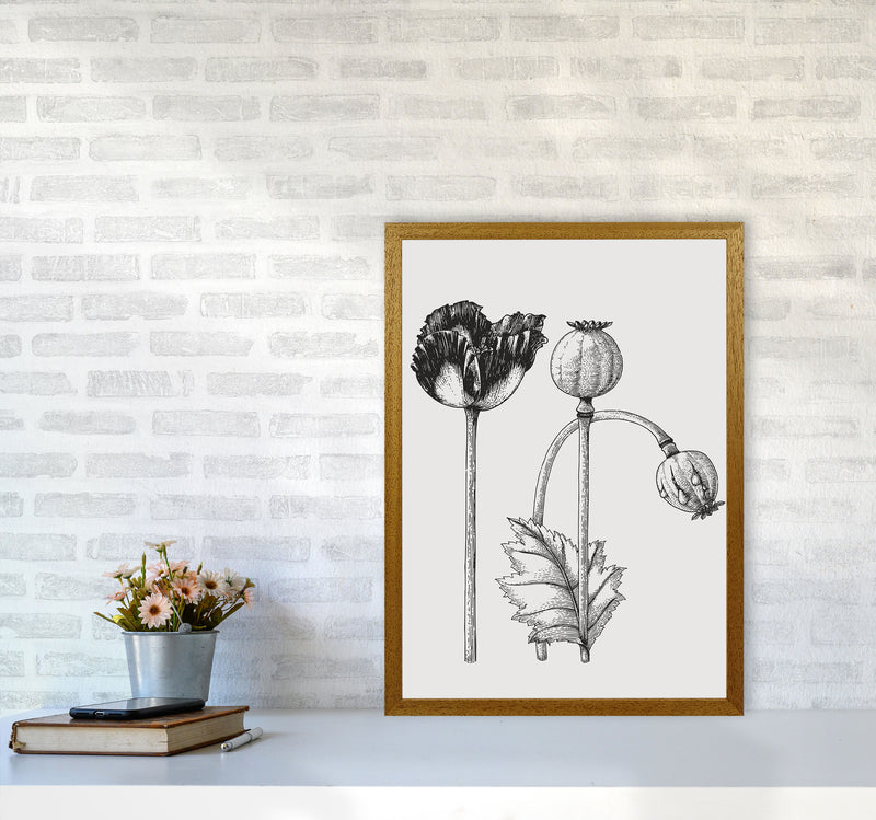 Vintage Poppy Plant Art Print by Jason Stanley A2 Print Only