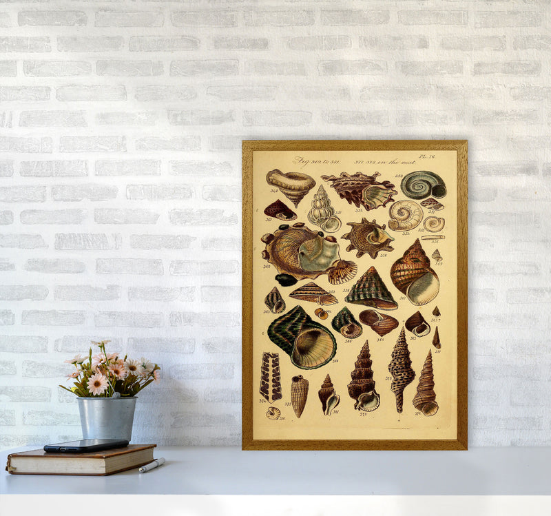 Vintage Shells Art Print by Jason Stanley A2 Print Only