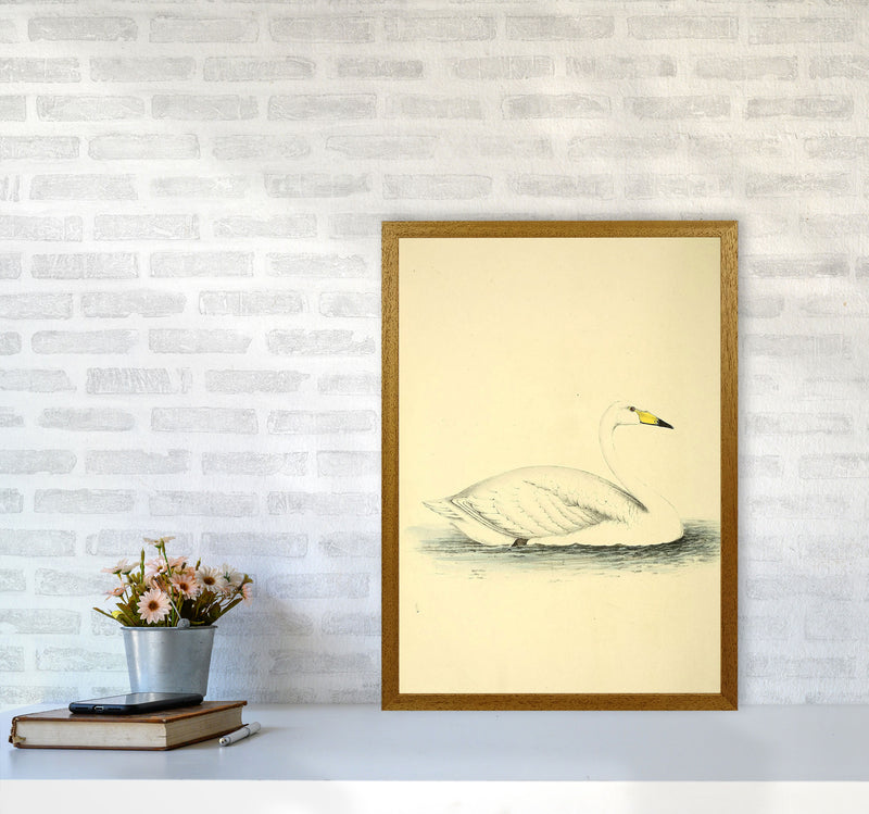 Vintage Swan Art Print by Jason Stanley A2 Print Only