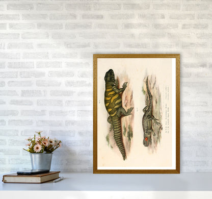 Vintage Lizard Illustration Art Print by Jason Stanley A2 Print Only