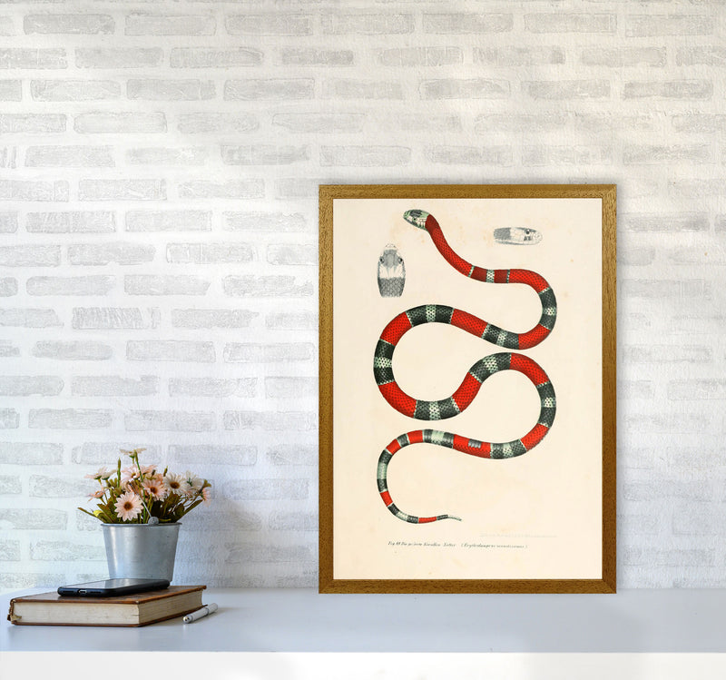 Vintage Snake Illustration 2 Art Print by Jason Stanley A2 Print Only