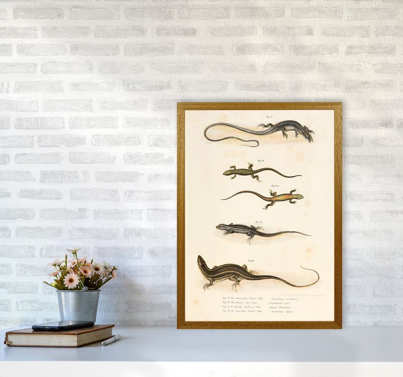 Vintage Salamander Illustration Art Print by Jason Stanley A2 Print Only