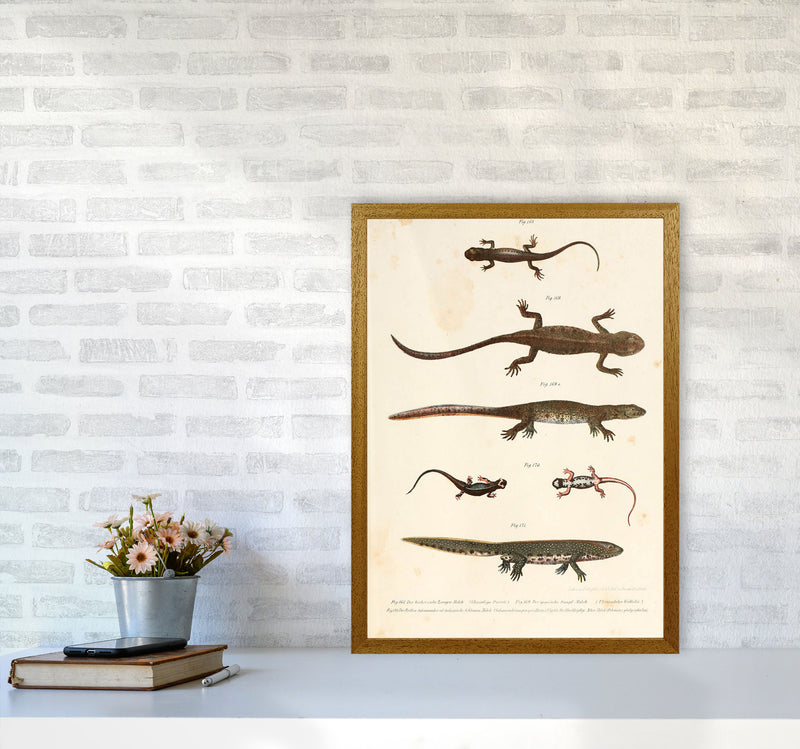 Vintage Newt Illustration Art Print by Jason Stanley A2 Print Only