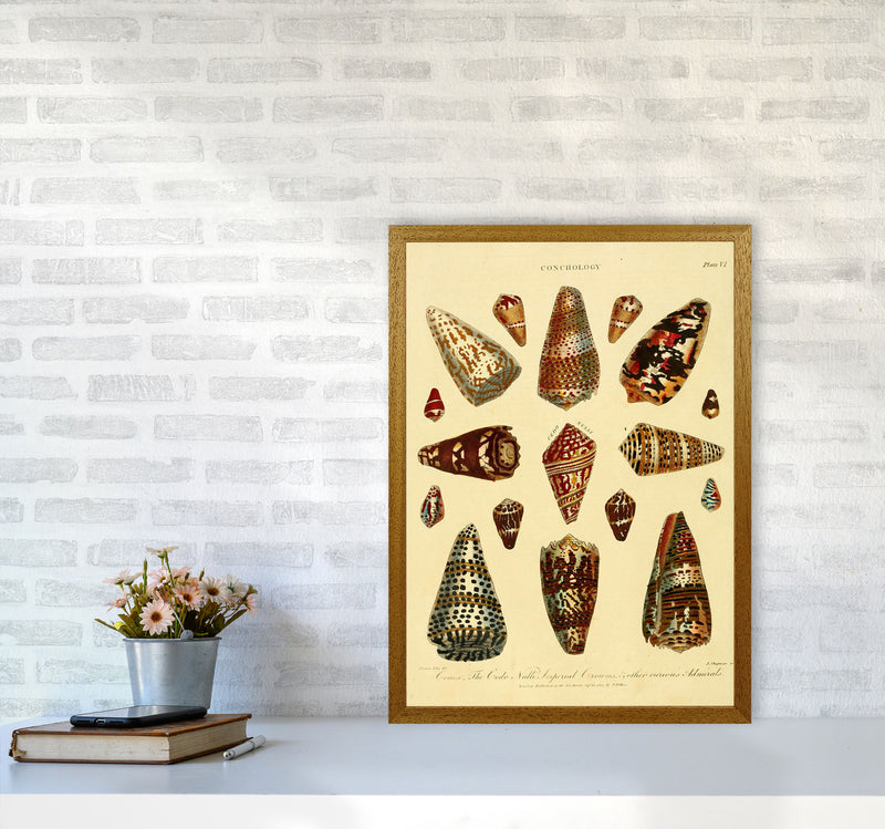 Conchology Illustration 2 Art Print by Jason Stanley A2 Print Only