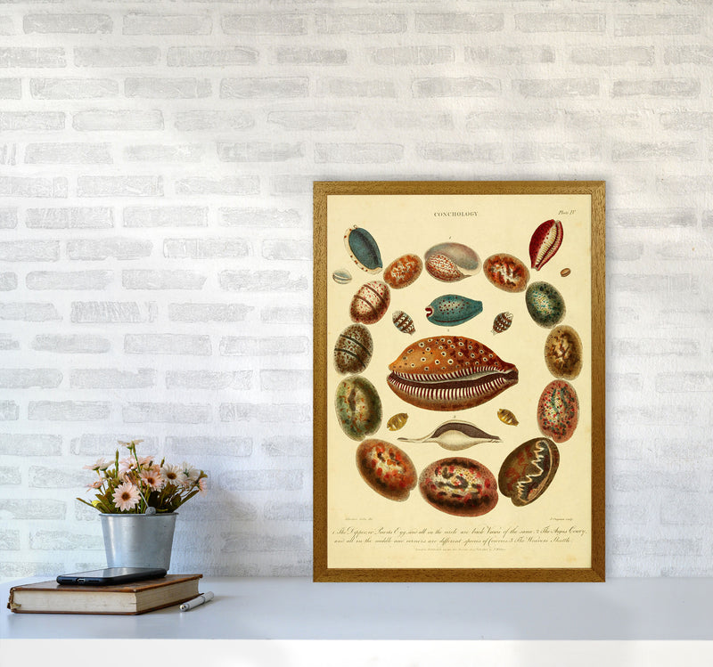 Conchology Illustration Art Print by Jason Stanley A2 Print Only