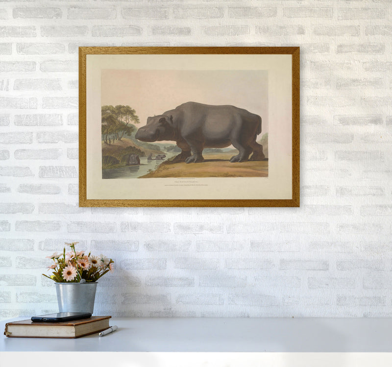 Vintage Hippo Illustration Art Print by Jason Stanley A2 Print Only